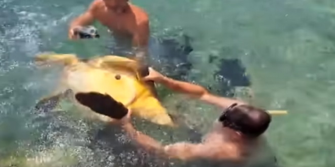 Policija traga za muškarcima koji su maltretirali glavatu želvu u plićaku: ‘Ovo je čisto kazneno djelo!‘