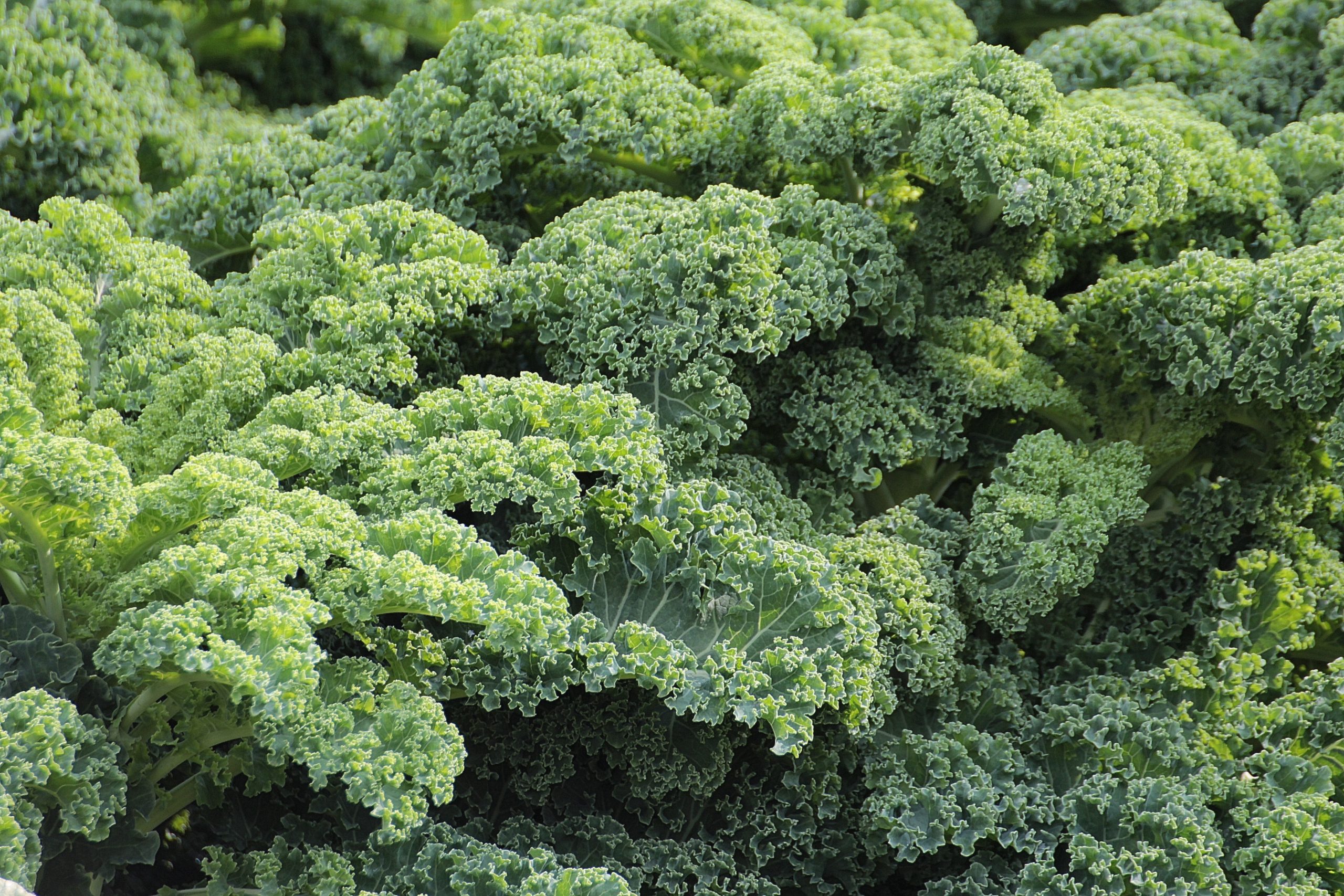 Nutricionisti tvrde: Ovo je 5 znakova da ne jedete dovoljno lisnatog zelenog povrća!