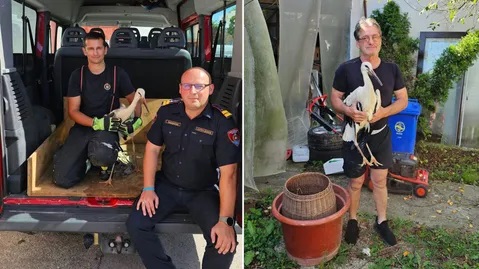 Malena roda tijekom oluje u Županji ispala iz gnijezda. Spasio ju mještanin, vatrogasci joj sada pronašli novi dom