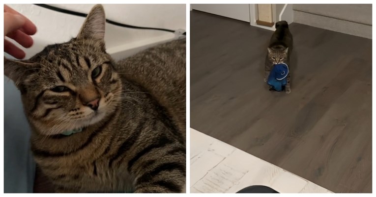 VIDEO Internet oduševljen večernjom rutinom ovog mačka