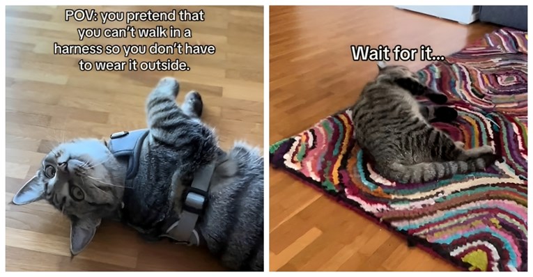 VIDEO “I Oscara dobiva…”: Mačka koja ne voli nositi oprsnicu postala hit na TikToku