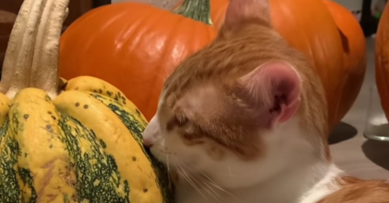 VIDEO Mačak se ‘zaljubio‘ u tikvu: Odabrao je jedinu koja je bila drugačija i branio je od svih