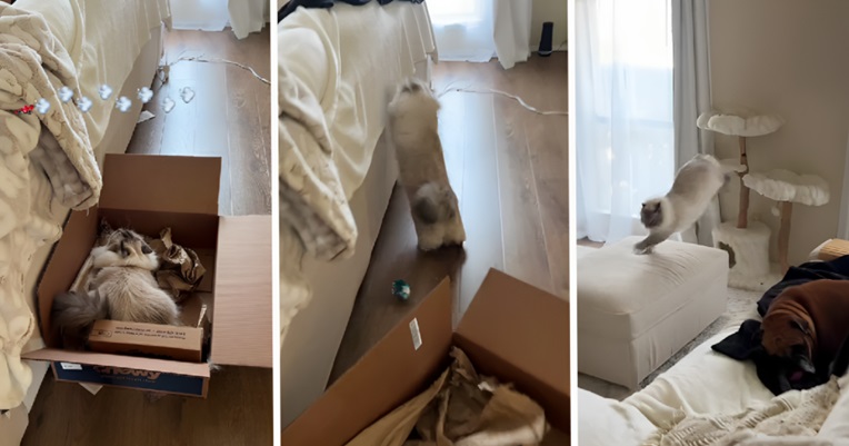 VIDEO Ovako izgleda kada mačka poludi