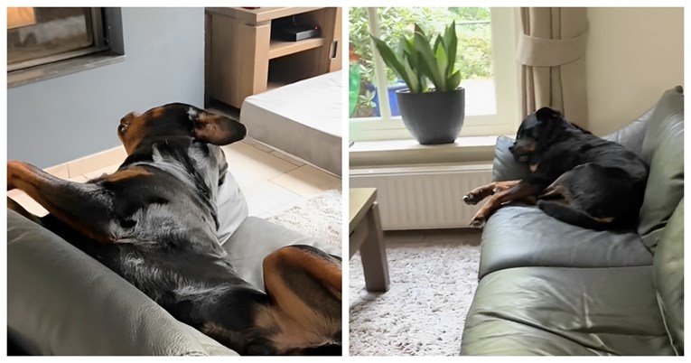 VIDEO Rotvajlere ništa ne može probuditi osim zvuka otvaranja hladnjaka