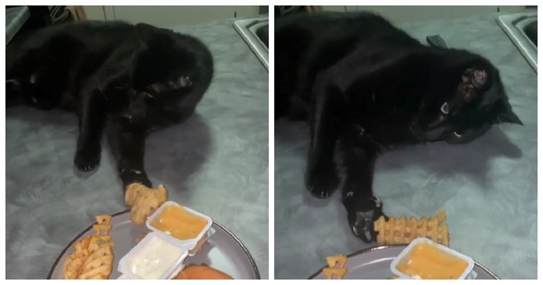 VIDEO Lukavi mačak dosjetio se genijalnog trika za krađu pomfrita