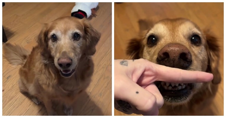 VIDEO Pogledajte koje je sve trikove naučio ovaj pametni zlatni retriver