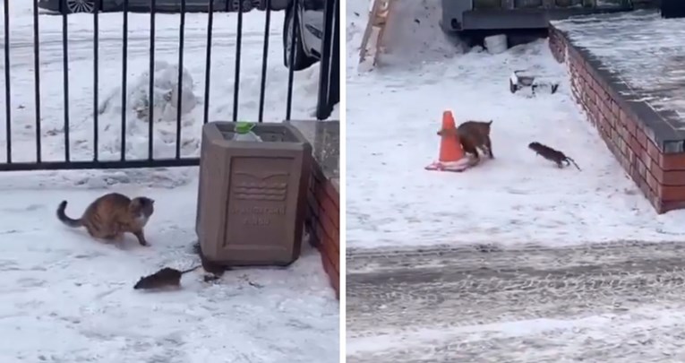 VIDEO “Uloge su zamijenjene”: Pogledajte urnebesni video mačke i štakora