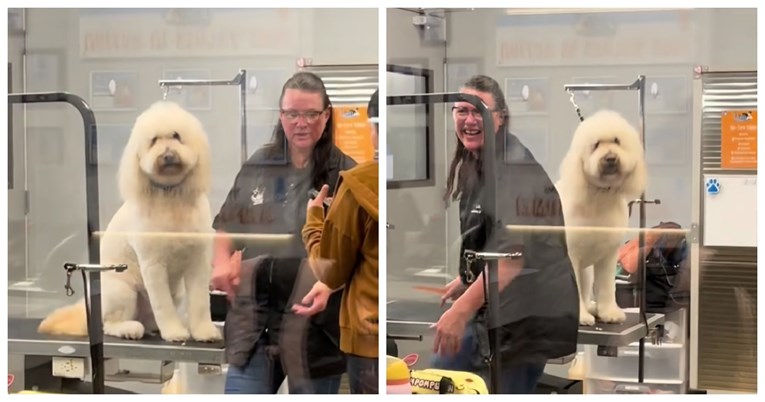 VIDEO Pas ugledao vlasnicu dok je bio kod frizerke, njegova reakcija je sve