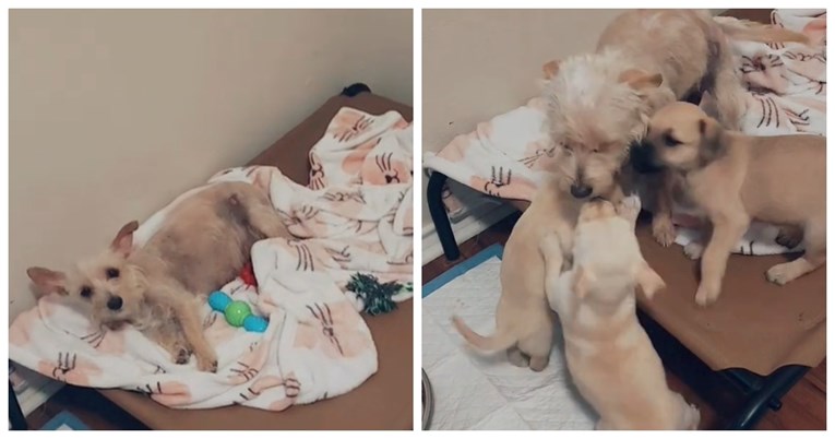 VIDEO Kujici ukrali dva štenca. Jedna žena ih uspjela spasiti i sada su ponovo zajedno