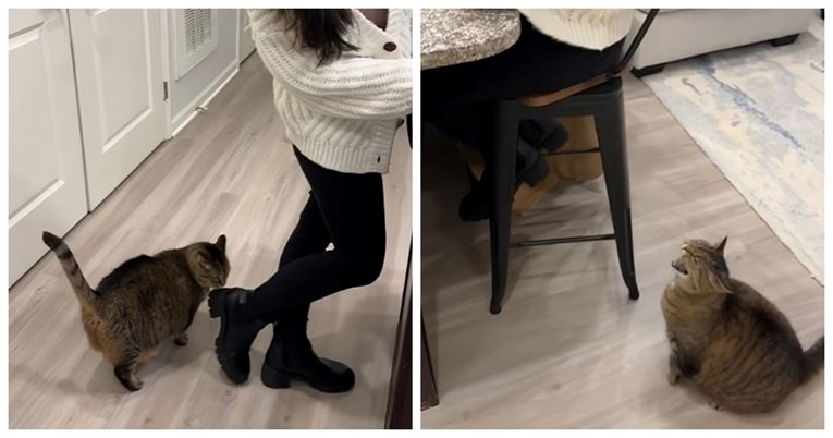 VIDEO Pogledajte kako mačka pokazuje dominaciju kada vlasnica ima goste