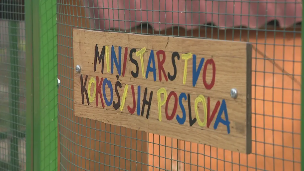 Decentralizacija: Pernati stanovnici Kokingrada žive čak i u dvorcu, imaju ministarstva, izbore…