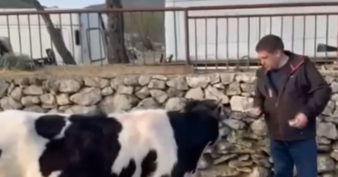 VIDEO Butković hrani kravicu: Neće meni nitko tebe uzet, ni Zoran, ni njegov rođak…