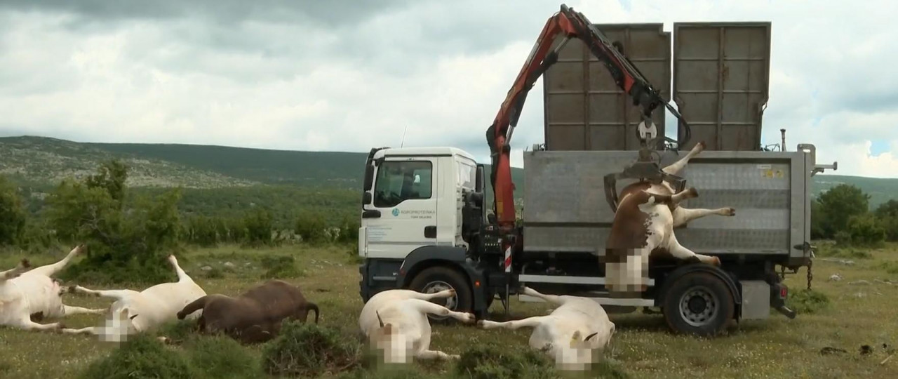 Strava u Zagori: Na krave pao dalekovod i ubio ih na mjestu, vlasnik riskirao život da spasi ostale