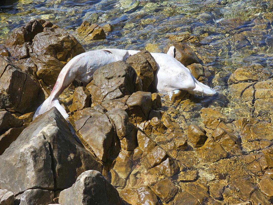 Mrtvog dupina pronašao na plaži: Prvo sam mislio da je smeće, a onda sam se šokirao