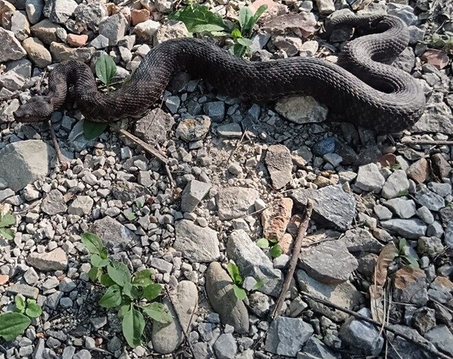 FOTO Zmijolovci iz vikendice kod Ozlja izvlačili poskoke: Iznenadilo nas je koliko ih ima