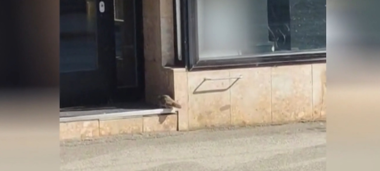 Štakor pokušava ući u mesnicu u centru Zagreba! Je li blizu cijela kolonija?