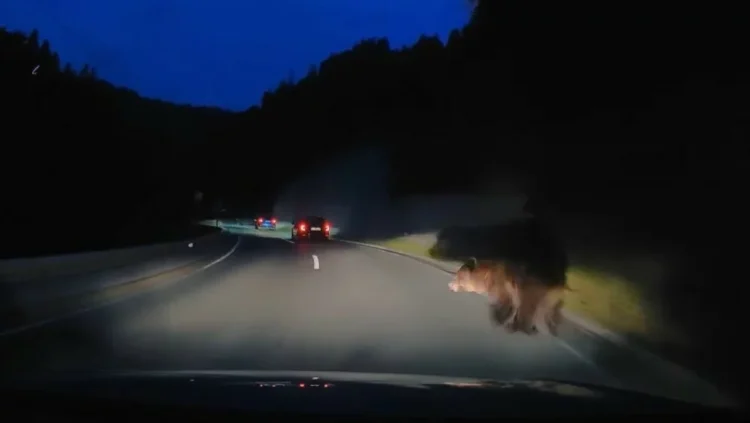 VIDEO Šok na cesti: Medvjed mu izletio pred auto, uslijedio je siloviti udarac