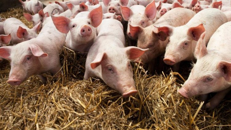 EPPO: Devet osoba uhićeno je u istrazi višemilijunske prijevare sa subvencijama vezanim uz svinjogojstvo