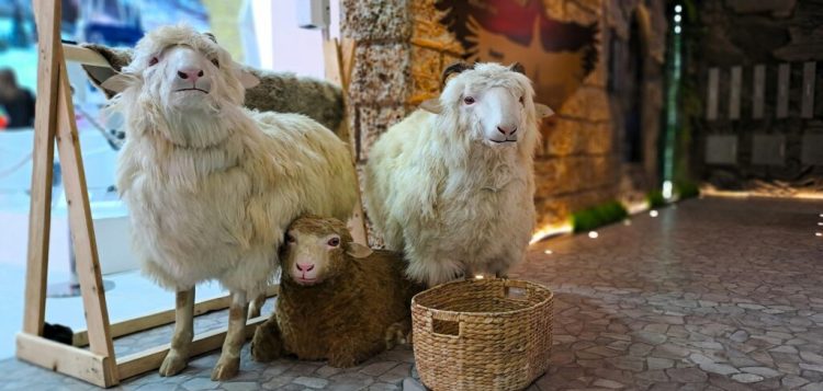 VIDEO Čudo u Slavoniji: Na svijet je došao križanac ovce i jarca – ovcokoza