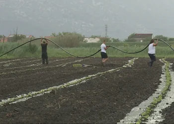 U dolini Neretve čekaju se prve lubenice: Ove godine bi moglo biti oko 15 tisuća tona