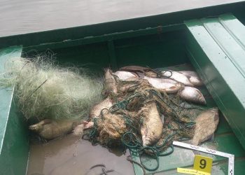 U Kopačkom ritu zatečeni u krivolovu: Trojac ulovio 60 kg ribe, oduzete mreže, čamac i streljivo