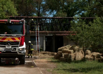 Požar na hipodromu: Vatrogasci spasili 20 konja iz zapaljene štale
