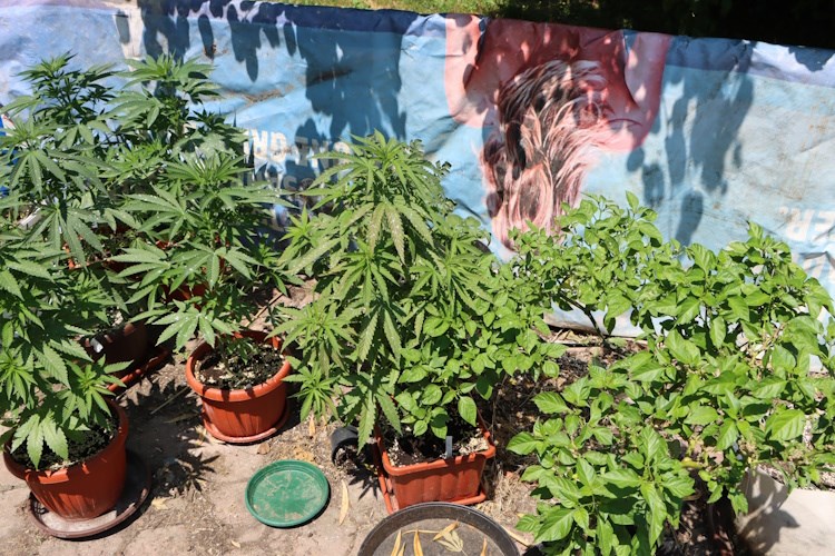 Policija pronašla još jednog ilegalnog poljoprivrednika i potencijalnog gljivara