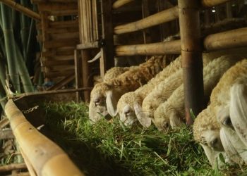 Još jedna pošast u Dalmaciji: Nakon bedrenice i prvi slučaj bolesti plavog jezika kod krave. Prenose ju – komarci…