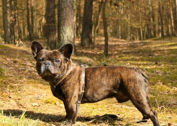 Francuski buldog ugrizao djelatnicu pošte