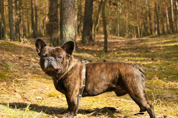 Francuski buldog ugrizao djelatnicu pošte