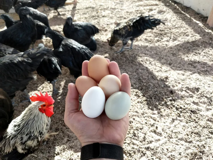 Prosvjed proizvođača jaja ispred Veterinarskog instituta: Namjerno se uništava domaća proizvodnja