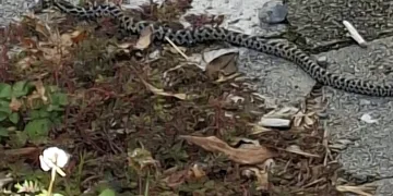 Traži se zmija u Zagrebu: Zadnji put je viđena na Trešnjevki