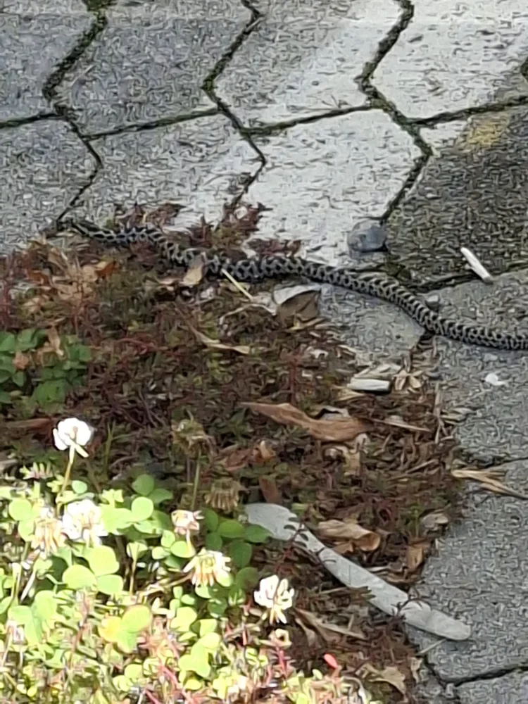 Traži se zmija u Zagrebu: Zadnji put je viđena na Trešnjevki