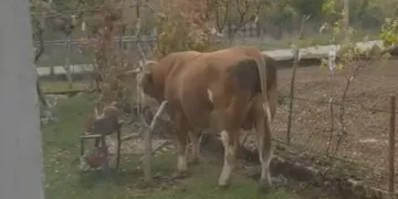 Prijatelji životinja: Miška su ubili. Institucije su zakazale….