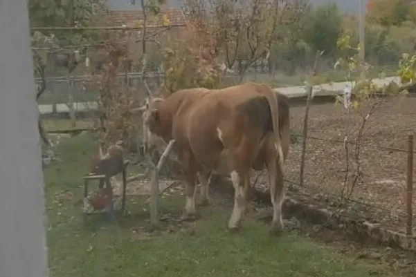 Prijatelji životinja: Miška su ubili. Institucije su zakazale….