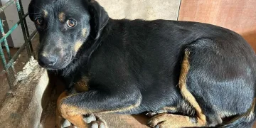 Nitko ne odgovara za užas u romskim naseljima. Polomljeni i bolesni te napušteni psi. Imamo li državu u državi?