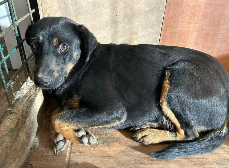 Nitko ne odgovara za užas u romskim naseljima. Polomljeni i bolesni te napušteni psi. Imamo li državu u državi?