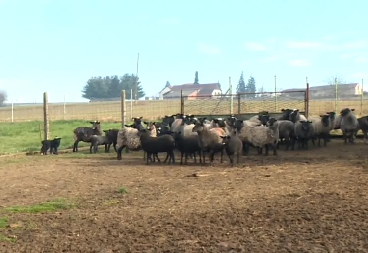 Domaće janjetine sve je manje: Lani uvezeno ovčjeg i kozjeg mesa za skoro 20 milijuna eura