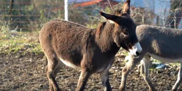 Mladi OPG-ovi vraćaju magarce u dalmatinska i slavonska sela