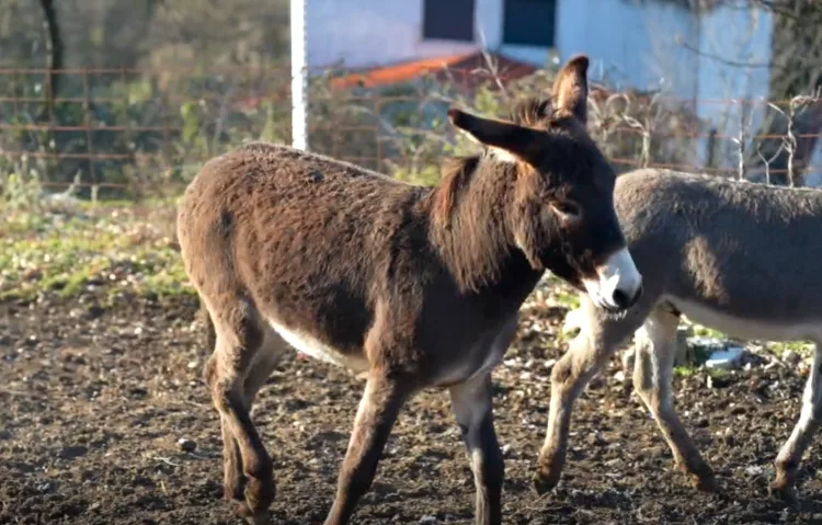 Mladi OPG-ovi vraćaju magarce u dalmatinska i slavonska sela
