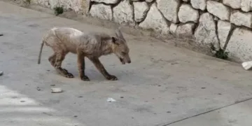 FOTO Ova bolesna divlja životinja luta Šibenikom. I psi mogu oboljeti…