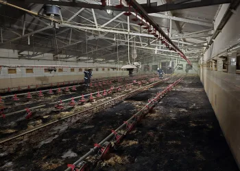 Užas u Velikom Bukovcu: U požaru na farmi stradalo više tisuća pilića