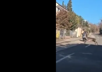 VIDEO Kakav napad: Najvjerojatnije Milanovićev jelen je pobjegao i obračunao se s motoristom