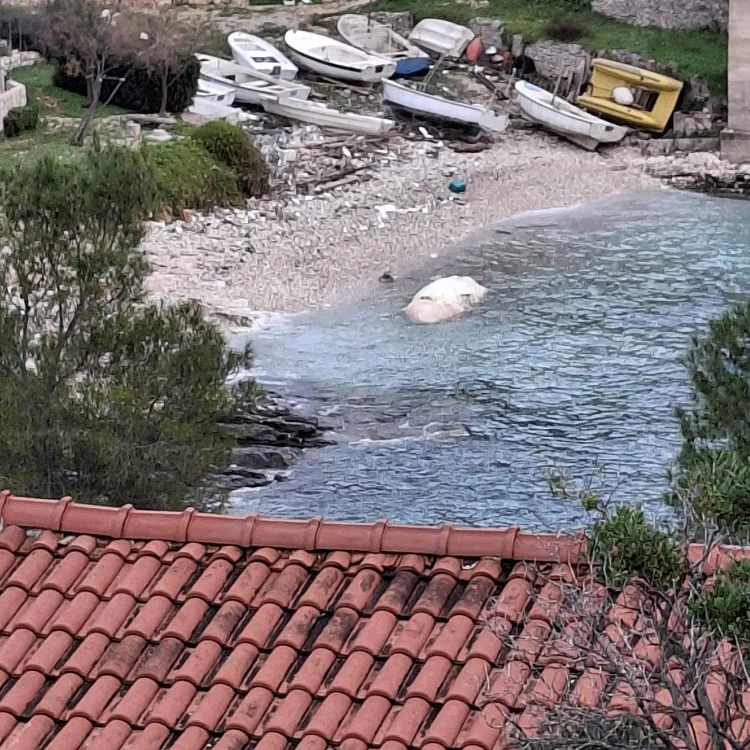 VIDEO Misteriozna beštija u moru na Visu: Velika je 5-6 metara….