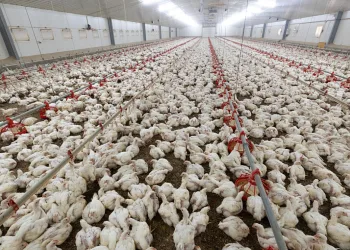 Više od 120 udruga protiv megafarmi pilića u Sisačko-moslavačkoj županiji: Najavljen veliki prosvjed u Zagrebu