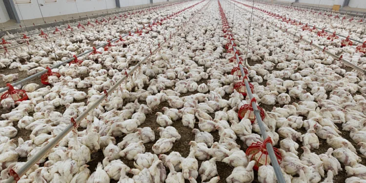 Više od 120 udruga protiv megafarmi pilića u Sisačko-moslavačkoj županiji: Najavljen veliki prosvjed u Zagrebu