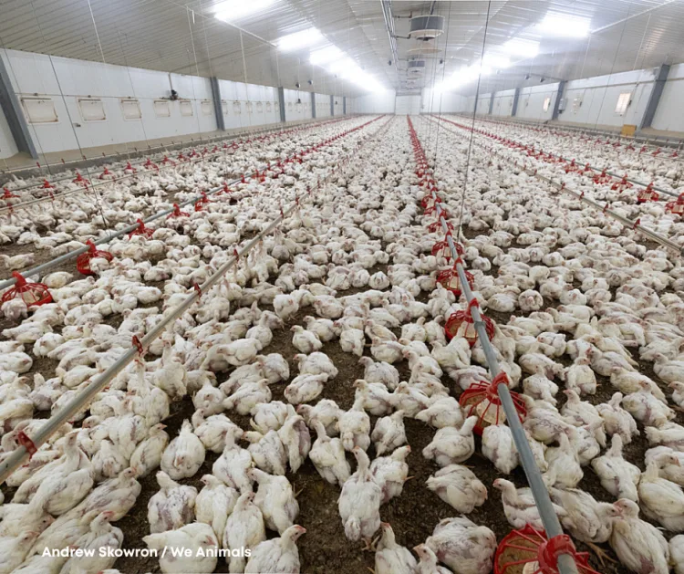 Više od 120 udruga protiv megafarmi pilića u Sisačko-moslavačkoj županiji: Najavljen veliki prosvjed u Zagrebu