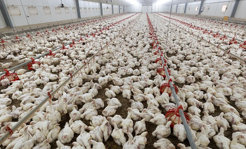 Više od 120 udruga protiv megafarmi pilića u Sisačko-moslavačkoj županiji: Najavljen veliki prosvjed u Zagrebu