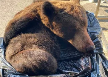 FOTO Srbijanci švercali: Carina spriječila nezakonit unos gotovine i kože s glavom mrkog medvjeda