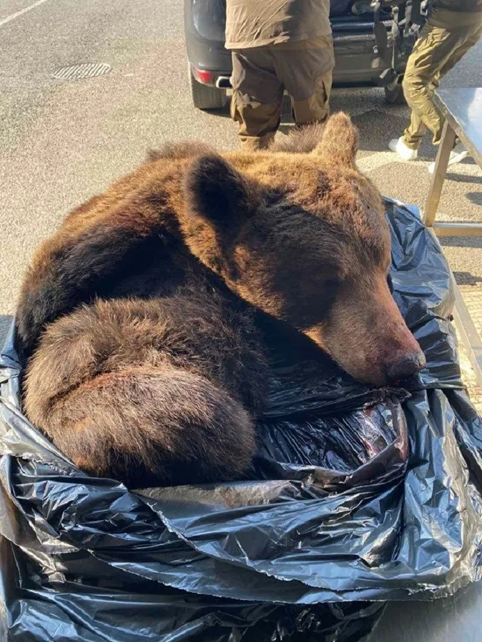 FOTO Srbijanci švercali: Carina spriječila nezakonit unos gotovine i kože s glavom mrkog medvjeda
